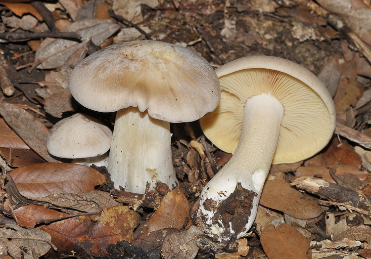 Entoloma lividum